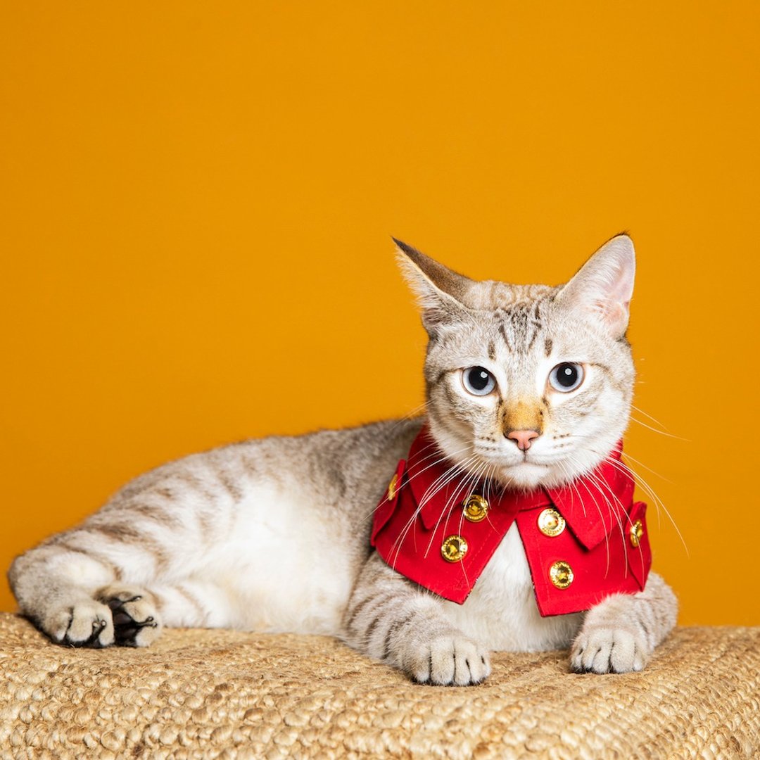 剑桥公爵双排扣宠物风衣--猫 - 衣/帽 - 棉 多色