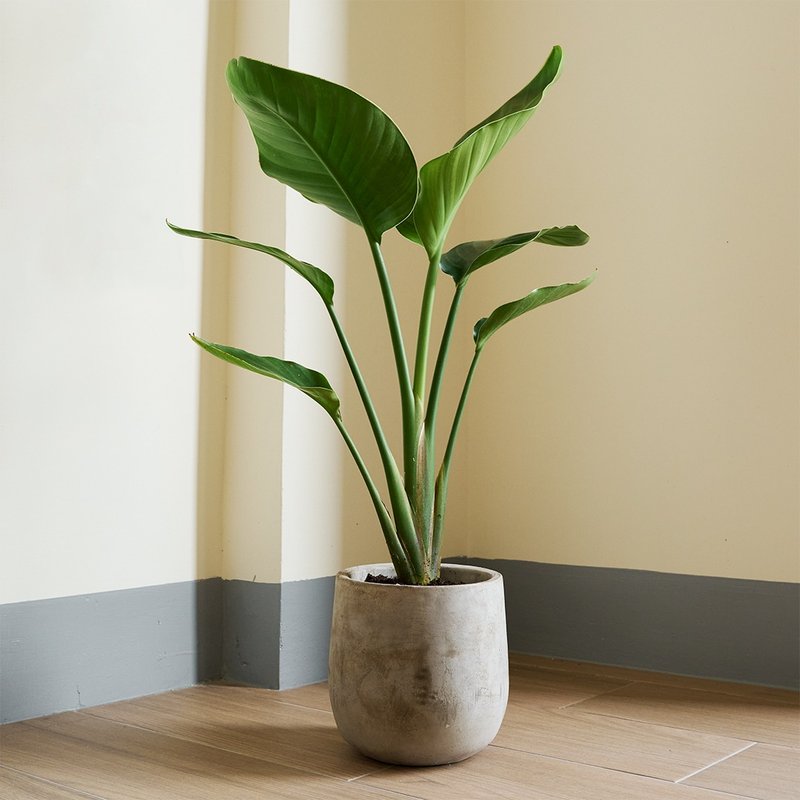 天堂鸟 | 观叶植物 室内盆栽 空气净化 开幕送礼 乔迁送礼 落地款 - 植栽/盆栽 - 植物．花 