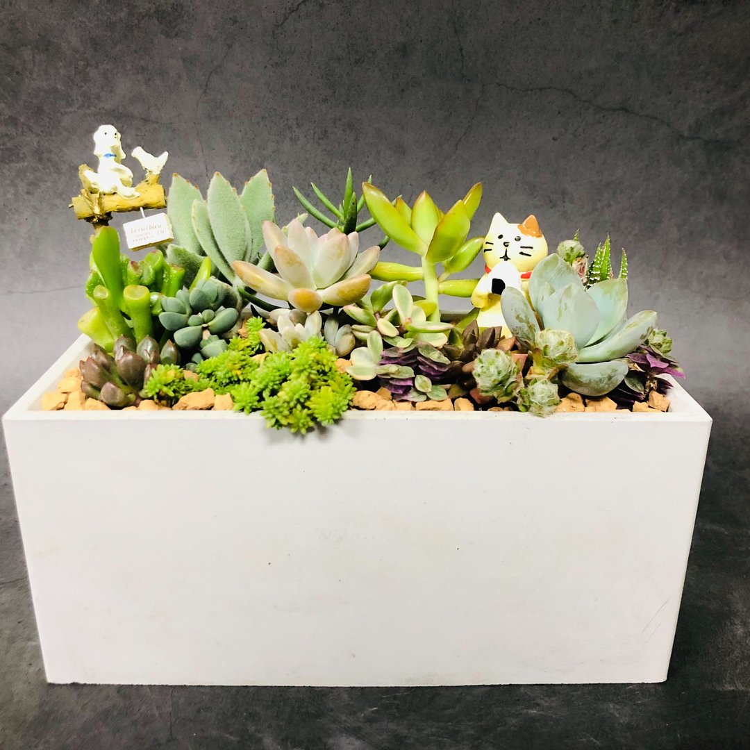 【送礼盆栽】多肉植物/纯手工长方水泥盆2款2色/可任选2款饰品 - 植栽/盆栽 - 水泥 多色