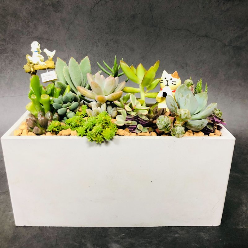 【送礼盆栽】多肉植物/纯手工长方水泥盆2款2色/可任选2款饰品 - 植栽/盆栽 - 水泥 多色