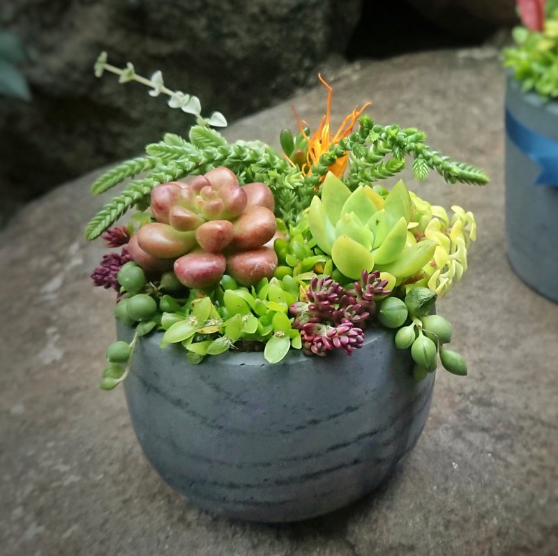 深灰水泥与多肉 | 多肉组盆  礼物 生日 毕业 - 植栽/盆栽 - 植物．花 黑色