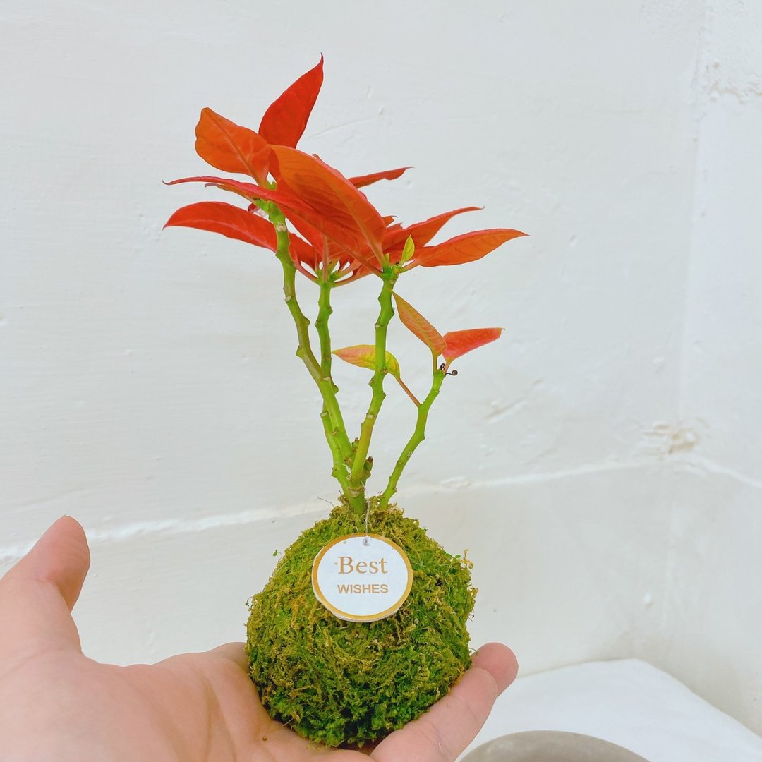 【植物苔球】圣诞红 苔球 交换礼物 疗愈 文青 送礼 观叶植物 室 - 植栽/盆栽 - 植物．花 卡其色