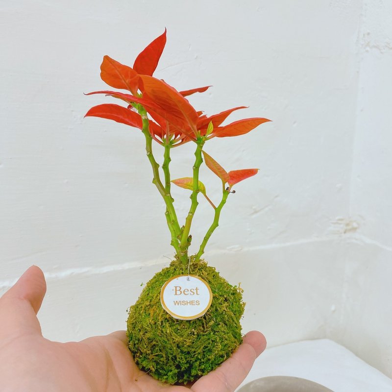 【植物苔球】圣诞红 苔球 交换礼物 疗愈 文青 送礼 观叶植物 室 - 植栽/盆栽 - 植物．花 卡其色