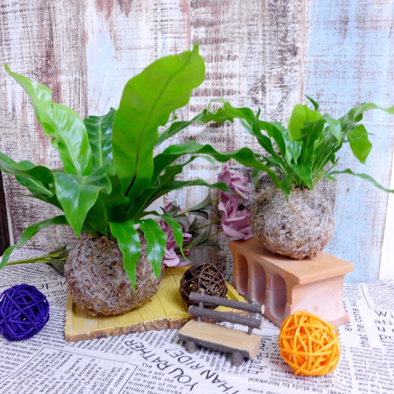 芊艹手作/ 蕨类系列苔球 - 山苏 - 植栽/盆栽 - 植物．花 绿色