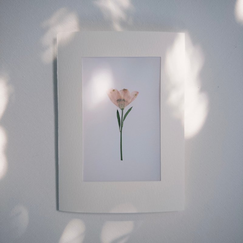 Airness 押花心意卡 - 卡片/明信片 - 纸 白色