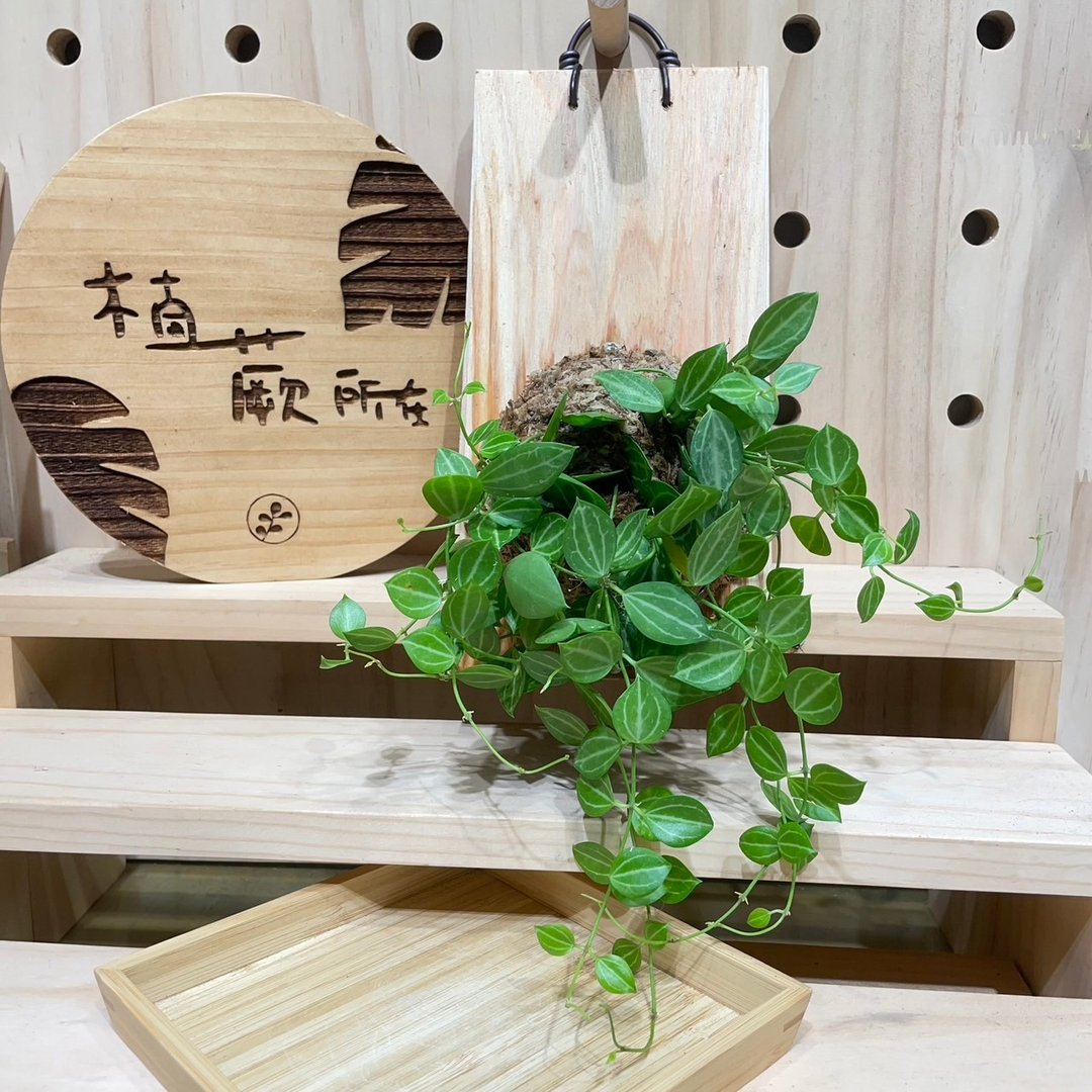 【植蕨所在】 西瓜藤 阳台装饰 墙面摆设 上板植物 - 植栽/盆栽 - 植物．花 