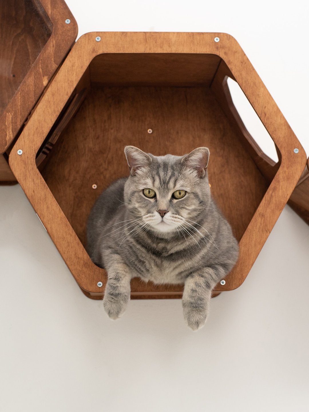 猫床 现代猫屋 猫爬架 猫木墙壁家具套装 - 抓板/跳台 - 木头 咖啡色