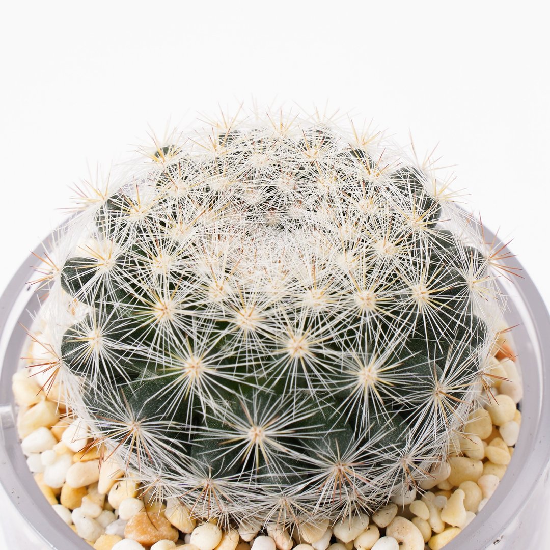 【满月】多肉 植物 智慧型盆栽罐 | 莳光 - 植栽/盆栽 - 植物．花 