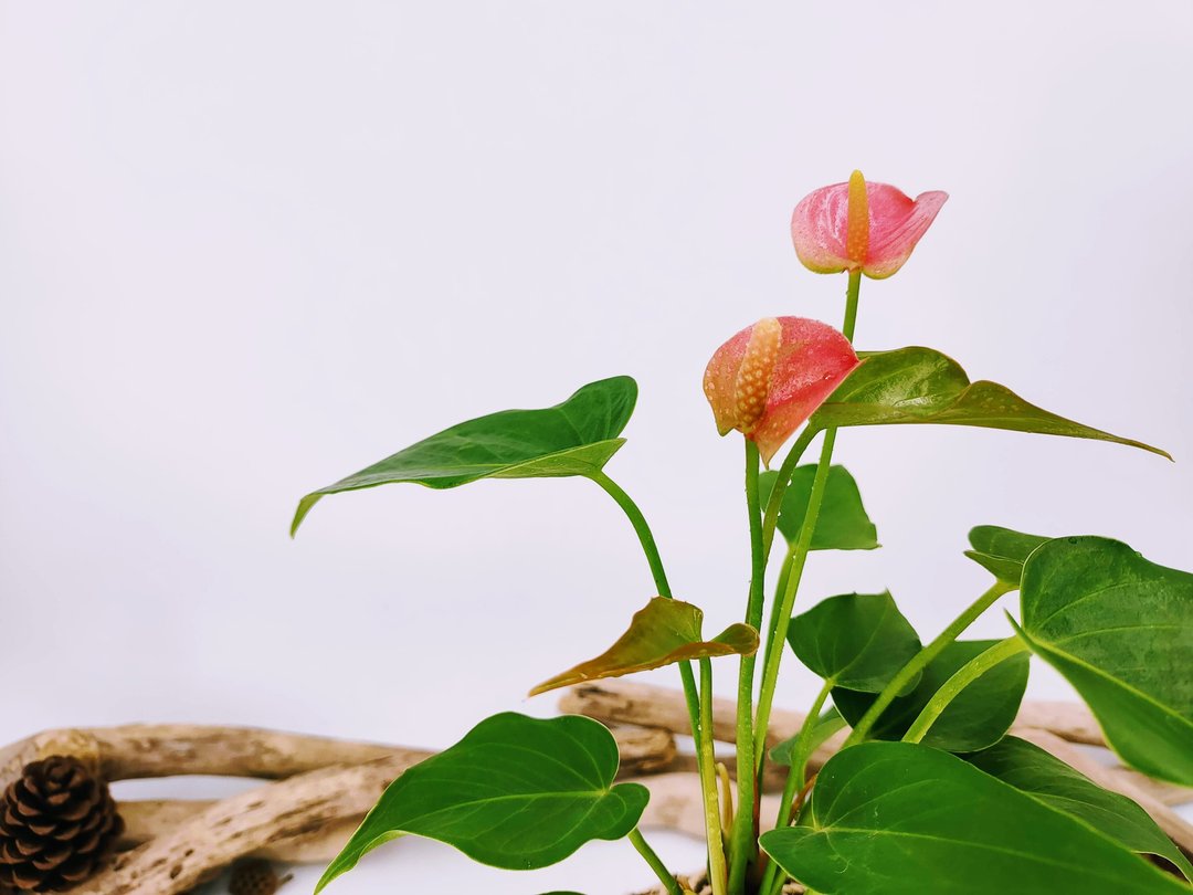 粉火鹤苔球│室内植物│窗边植物│观叶植物 - 植栽/盆栽 - 植物．花 粉红色