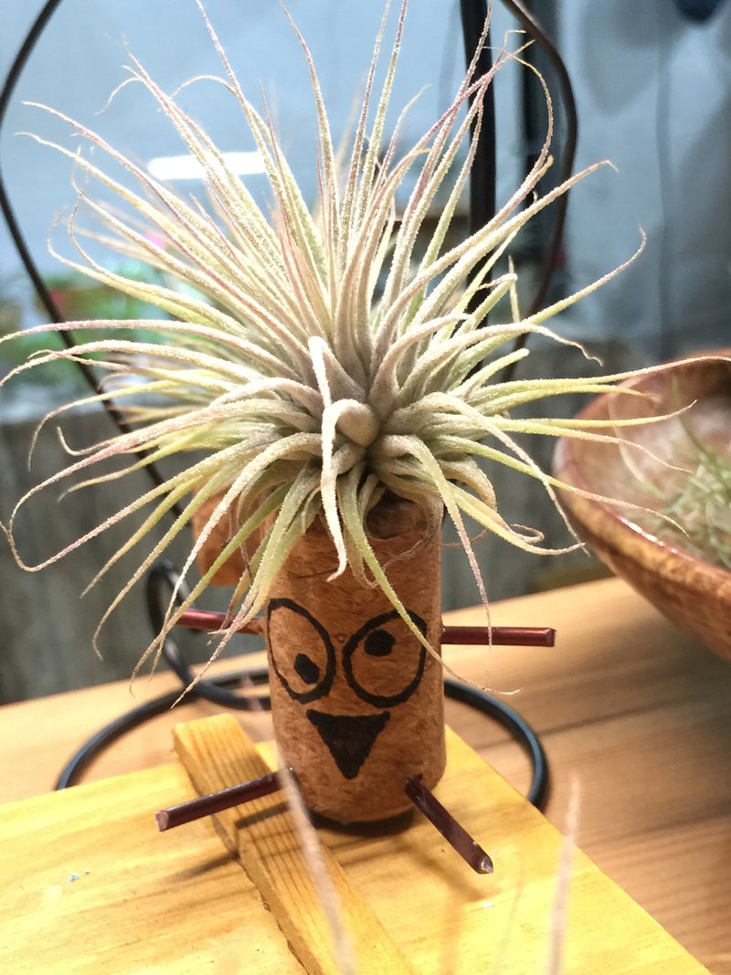 昏头凤梨君 - 植栽/盆栽 - 植物．花 绿色