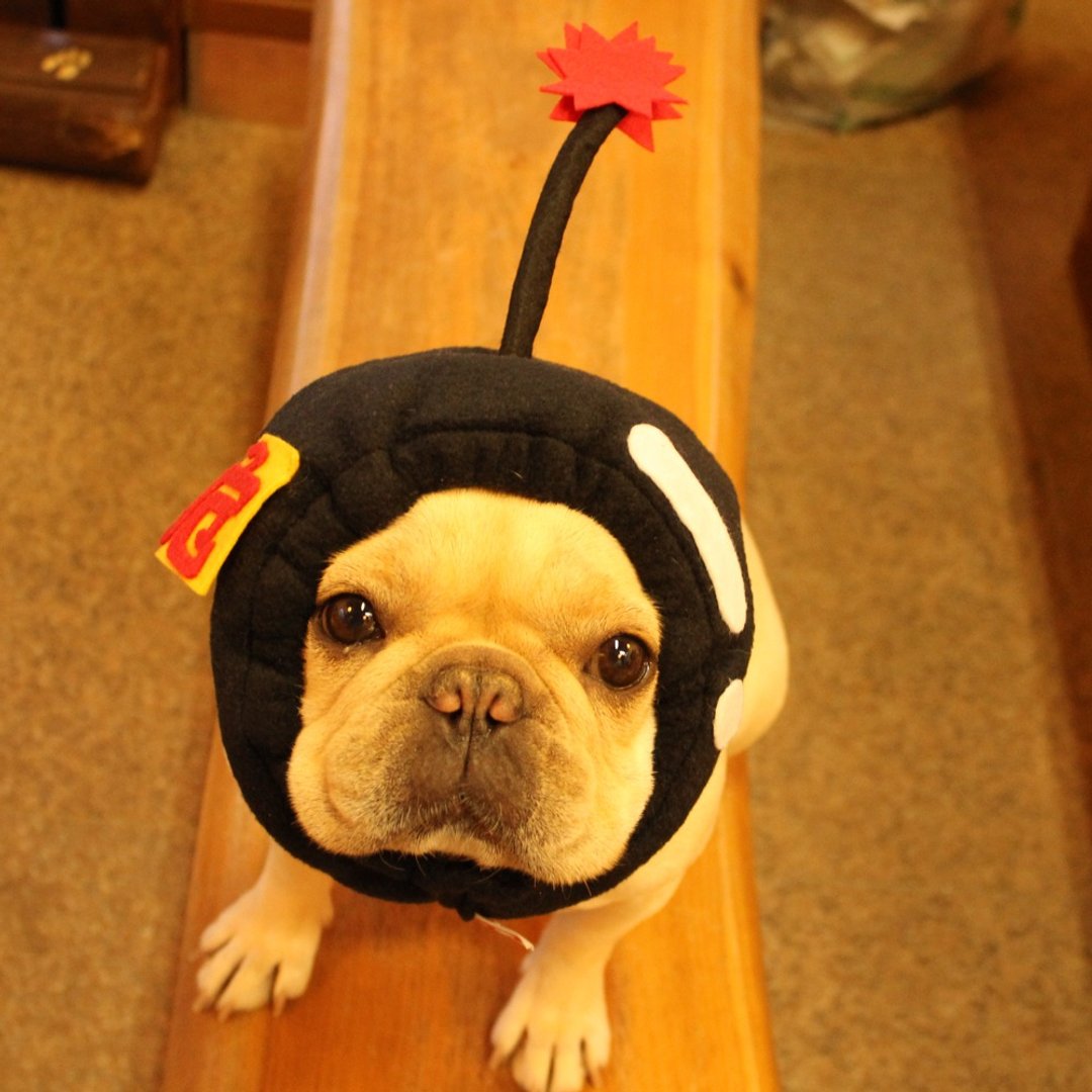 Dog headgear ☆ Bomb dog Zura ☆ Dog wig [dynamite wig] - 衣/帽 - 棉 黑色