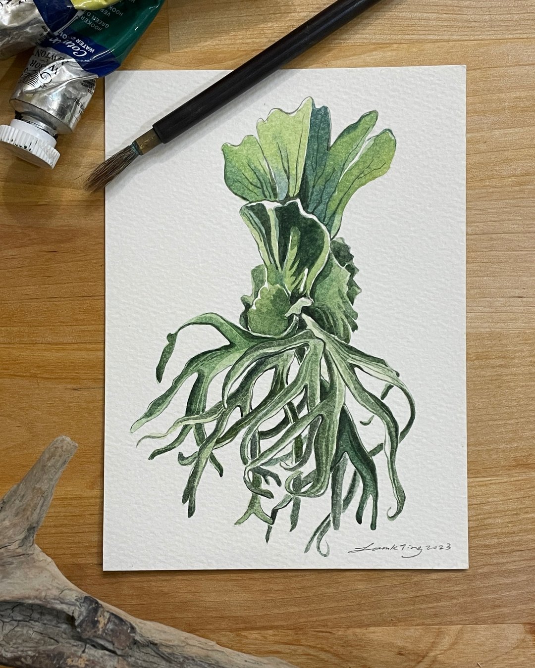 【水彩原作】鹿角蕨 / 手绘 / 植感 - 卡片/明信片 - 纸 绿色