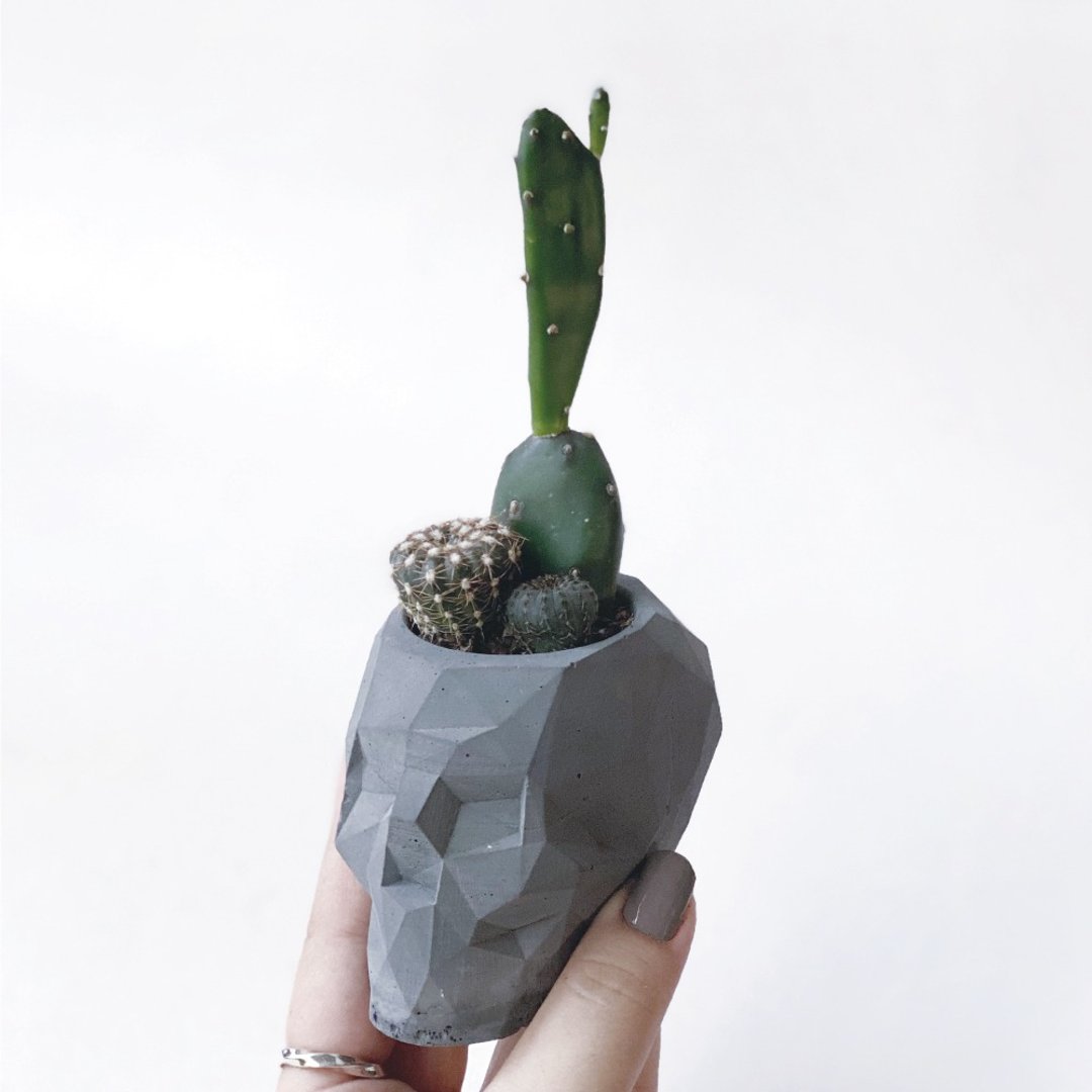 (预购) 暗黑仙人掌好盆友 - 几何骷髅头深灰色水泥仙人掌植栽 - 植栽/盆栽 - 植物．花 黑色