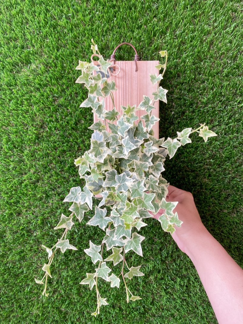 【植蕨所在】 常春藤  水苔植物上板 观叶植物 上板植物 室内植物 - 植栽/盆栽 - 植物．花 