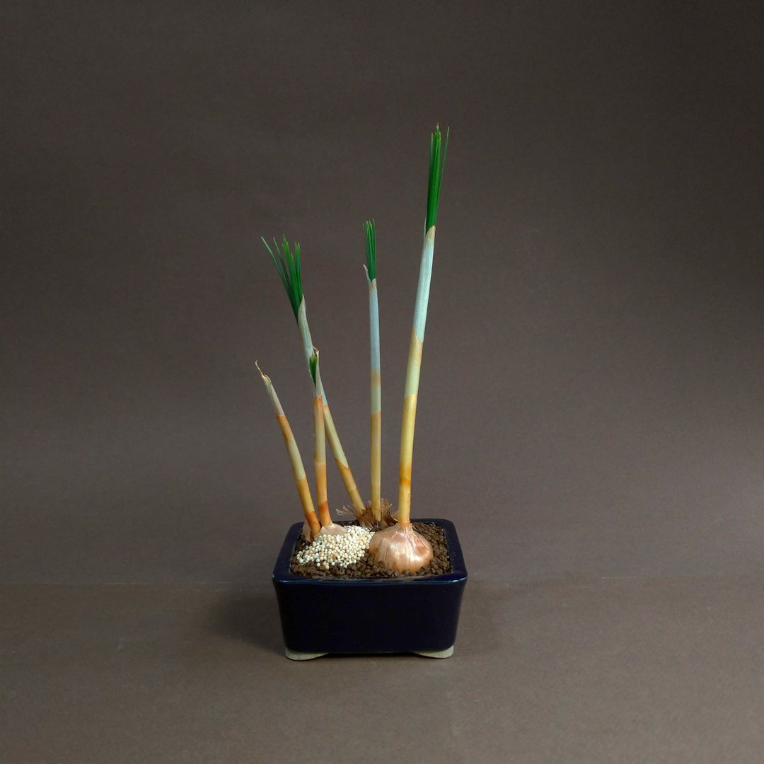 番红花Crocus进口球根∣视觉v.s味觉飨宴 - 植栽/盆栽 - 陶 