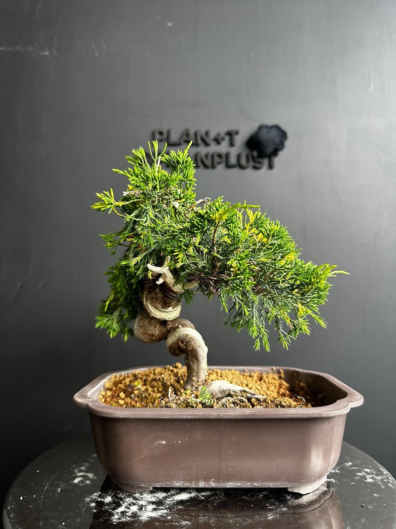 日本 黄金糸鱼川真柏 植物 盆景 盆栽 bonsai 枫叶 块根 多肉植物 - 植栽/盆栽 - 植物．花 绿色