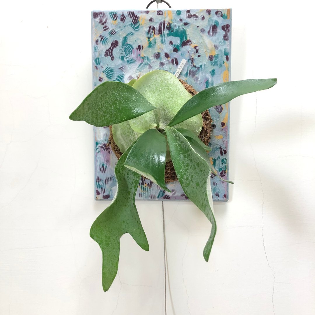 鹿角蕨/上板鹿角蕨/植栽布置/送礼祝贺/挂墙植栽 - 植栽/盆栽 - 植物．花 绿色