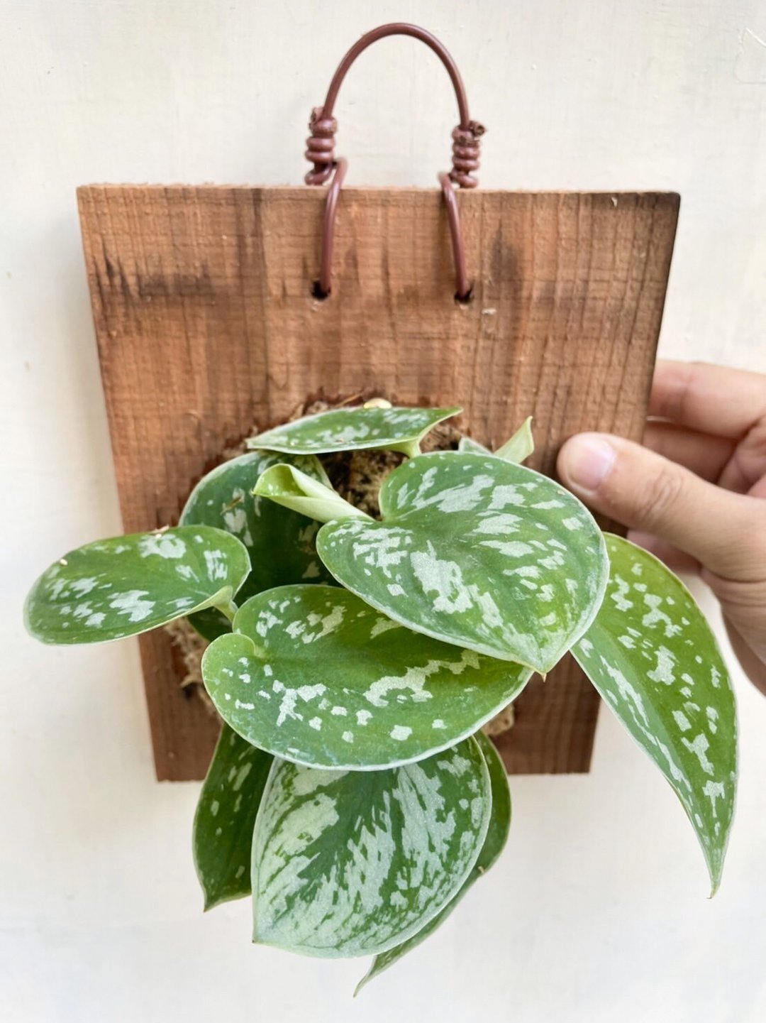 【星点藤】 交换礼物  植物上板 上板植物 观叶植物 生日礼物 - 植栽/盆栽 - 植物．花 