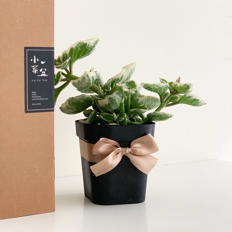 白叶到手香_香草盆栽礼物款 - 植栽/盆栽 - 植物．花 