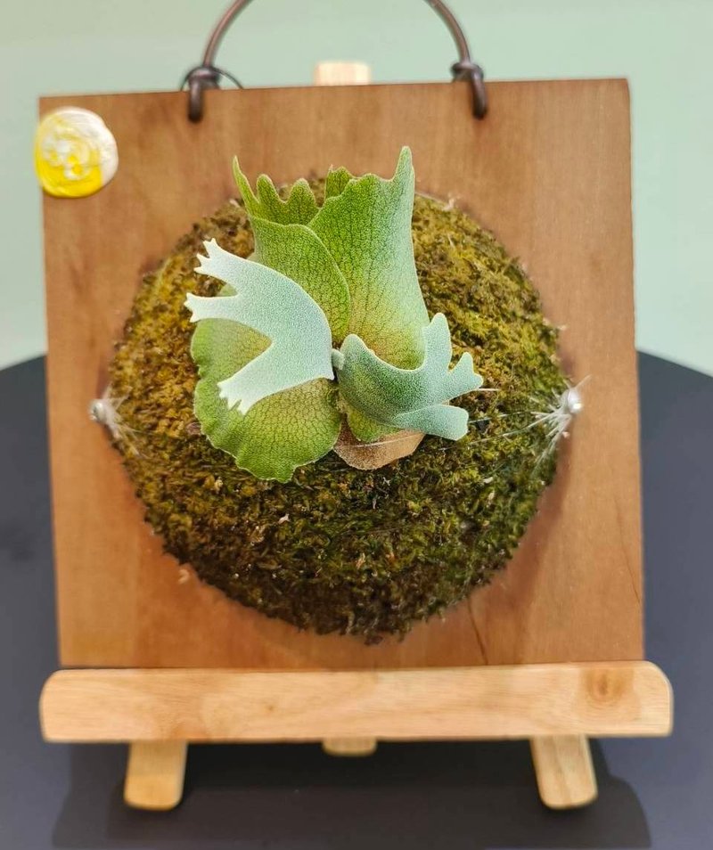 细菌鹿角蕨 P.willinckii Bacteria sporeling 侏儒爪哇 室内植物 - 植栽/盆栽 - 植物．花 绿色