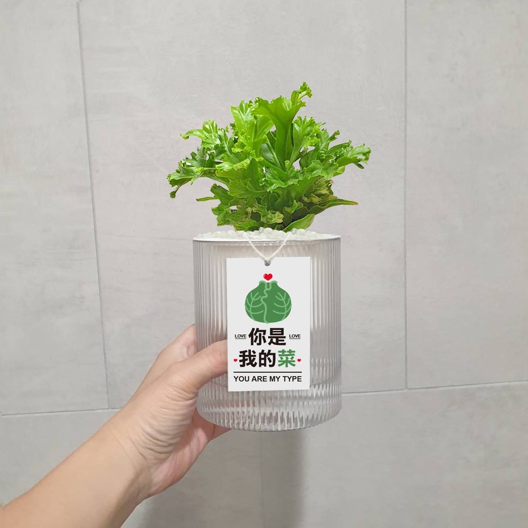 你是我的菜 鹿角山苏 懒人盆栽 - 植栽/盆栽 - 塑料 绿色