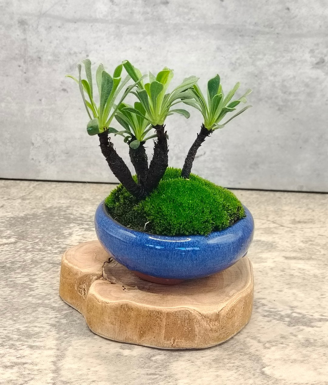 迷你盆栽陶盆乌芙蓉   植物 盆栽 - 植栽/盆栽 - 植物．花 