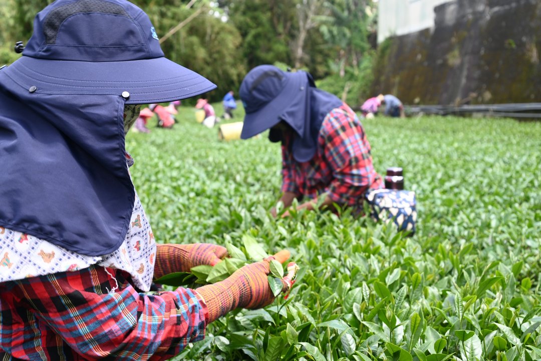 台湾阿里山奶香金萱茶叶(75g*8球) 附精美礼袋 - 茶 - 其他材质 
