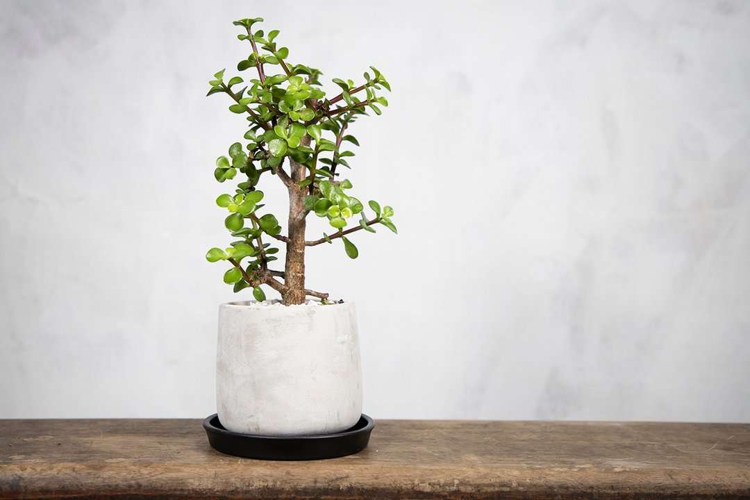 【室内盆栽】银杏木盆栽 小型盆栽  观叶植物 发财树 植栽 幸运树 - 植栽/盆栽 - 植物．花 绿色