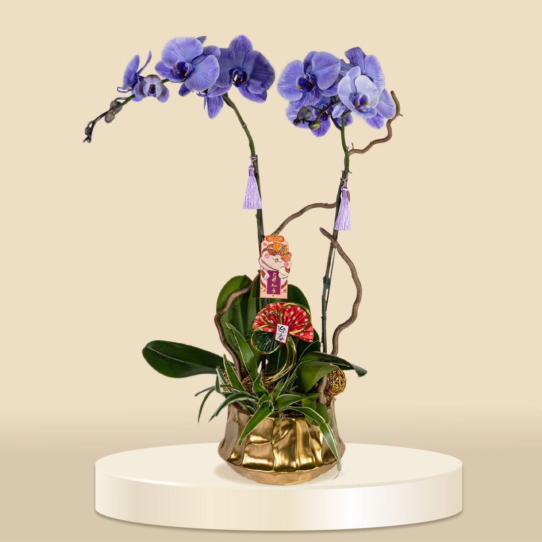 大花蝴蝶兰马卡龙2棵 (1155) 兰花 新春兰花 年花 自家兰花园种 - 植栽/盆栽 - 植物．花 