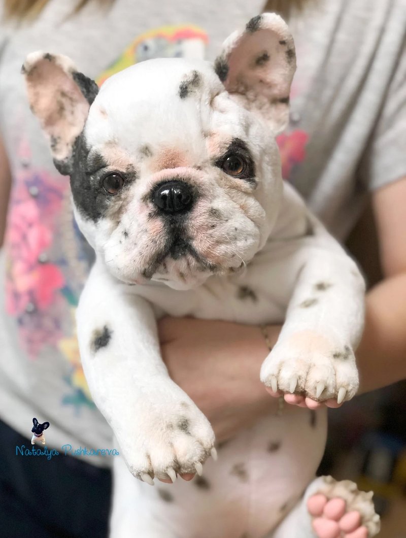 法国斗牛犬小狗白色斑点 逼真的玩具 - 玩偶/公仔 - 聚酯纤维 白色