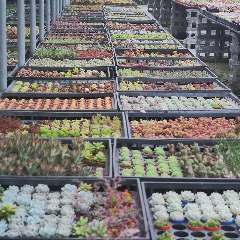 【豆豆多肉】【多肉1寸随机出货5颗】乔迁│送礼│多肉植物 - 植栽/盆栽 - 植物．花 