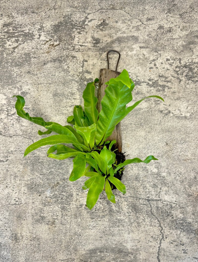 山苏上板 绿意悬挂植栽  自然系居家装饰 - 植栽/盆栽 - 植物．花 