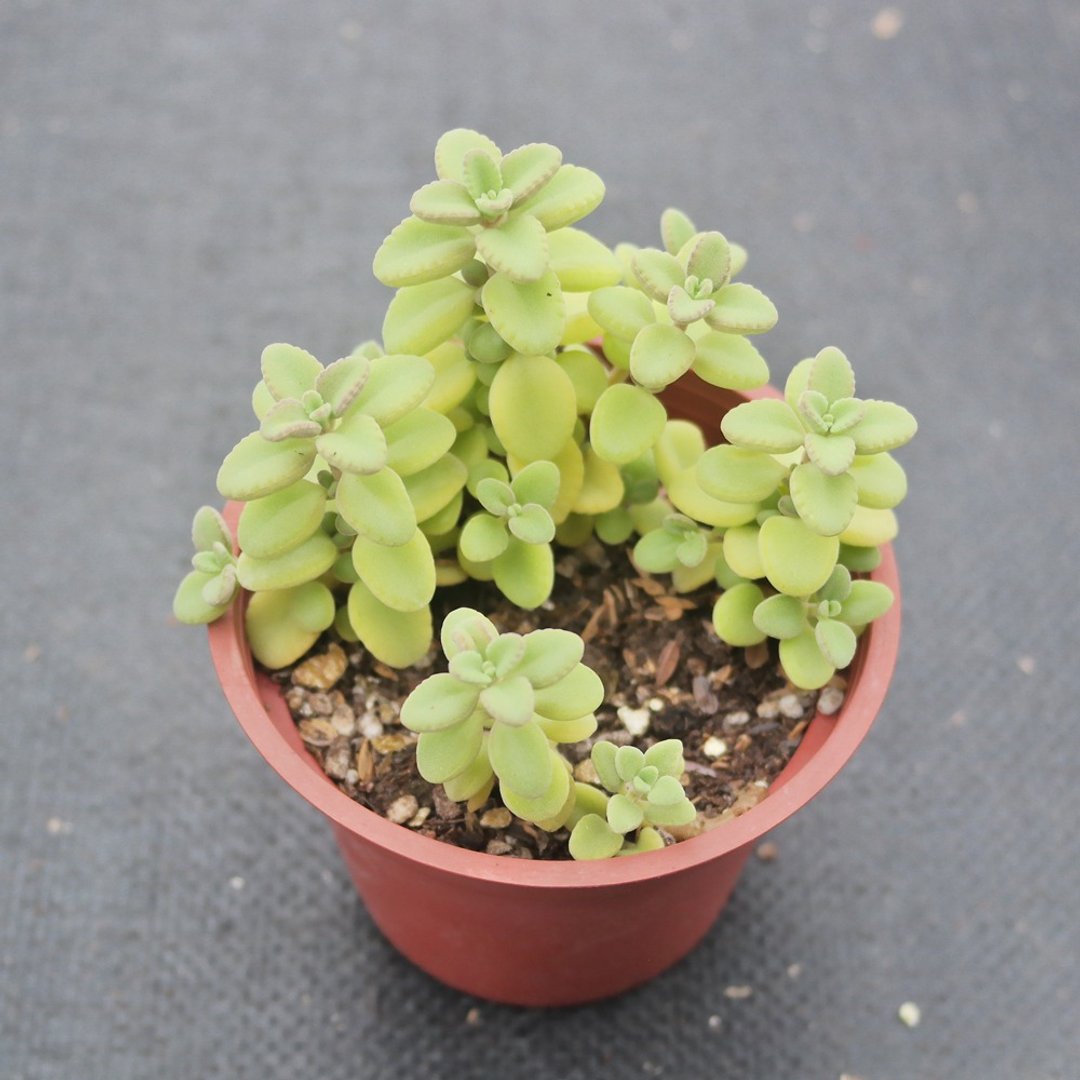 【豆豆多肉】【丸叶到手香】乔迁│送礼│升迁│多肉植物 - 植栽/盆栽 - 植物．花 