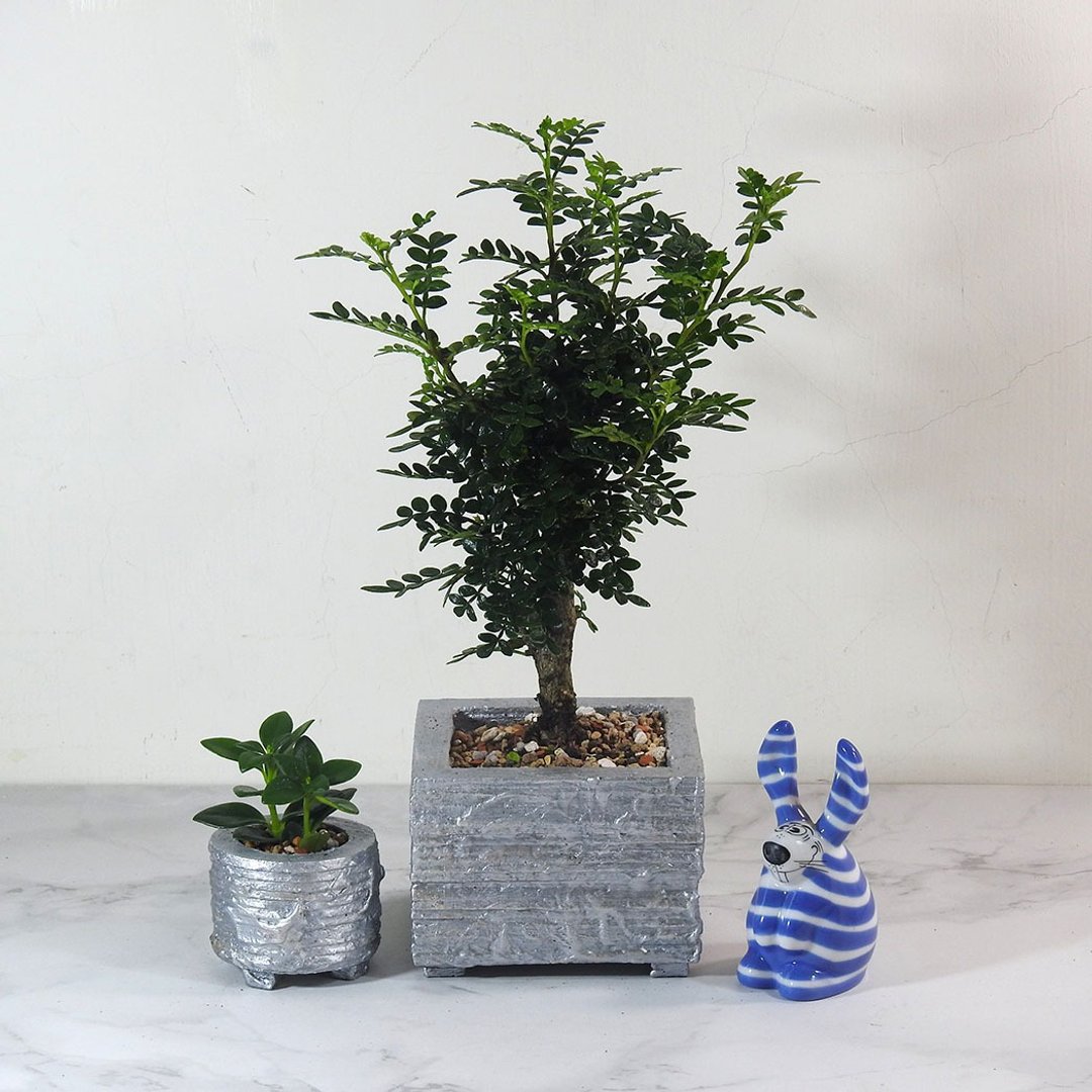 吉祥植栽/大方形(胡椒木)手作文创/净化空气/居家、办公室装饰 - 植栽/盆栽 - 植物．花 银色