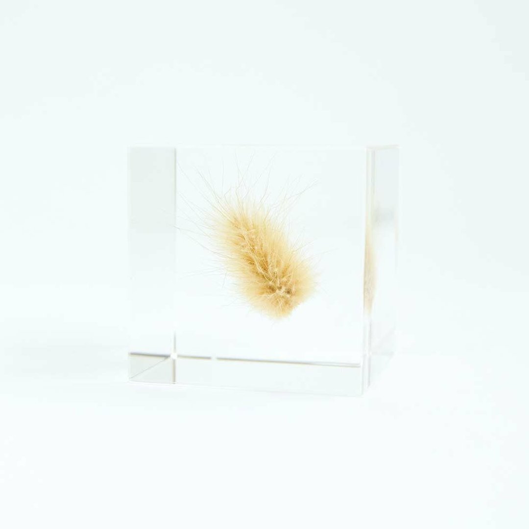 Sola cube 兔尾草立方块_坚强而柔软 - 摆饰 - 植物．花 透明