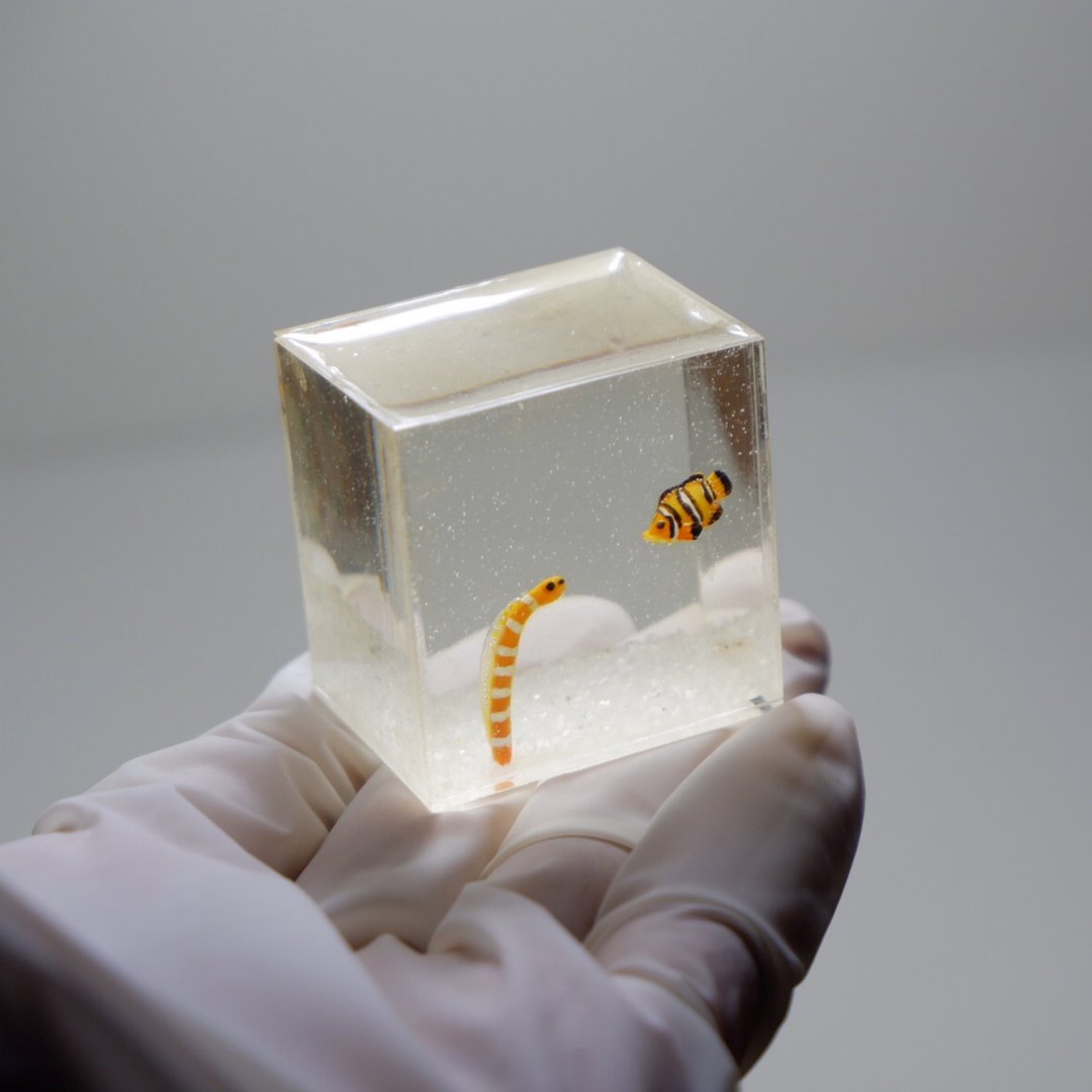Miniature clay clownfish with garden eel in the tank - 摆饰 - 其他材质 