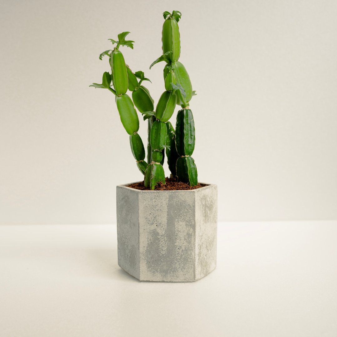 翡翠阁 │泥作系列│福所栽 - 植栽/盆栽 - 水泥 绿色