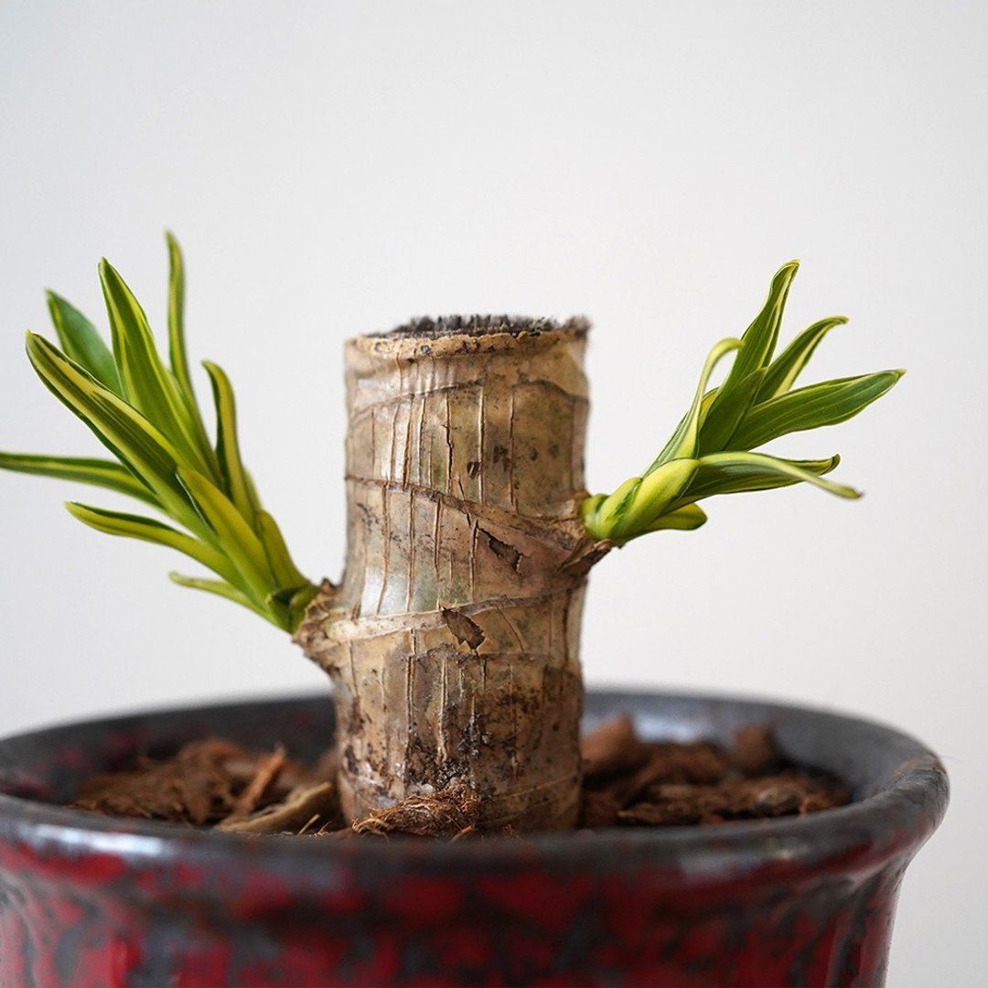 【竒植花物】 巴西铁树彩釉盆 铁砂盆 彩釉铁砂盆 多肉植物 - 植栽/盆栽 - 植物．花 