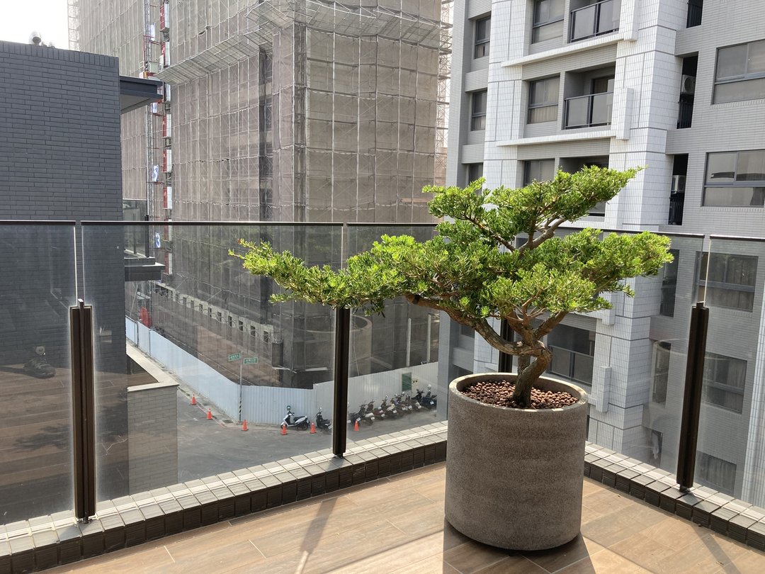 【高光植栽】西施罗汉松(飘型)  | 水泥圆柱盆(订制请洽客服) - 植栽/盆栽 - 植物．花 