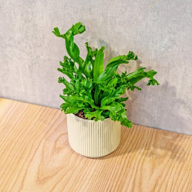 鹿角山苏 莫兰迪色系直纹陶盆 室内植物 观叶植物 礼物 盆栽 交换 - 植栽/盆栽 - 植物．花 黄色