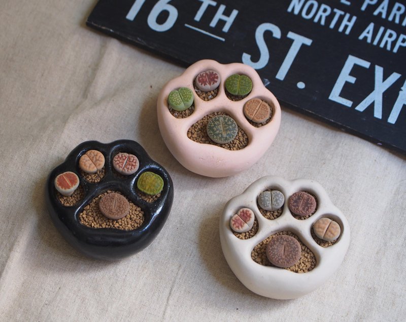 疗愈系列  |  喵爪爪石生花。 多肉植物。石头玉/交换礼物 - 植栽/盆栽 - 水泥 