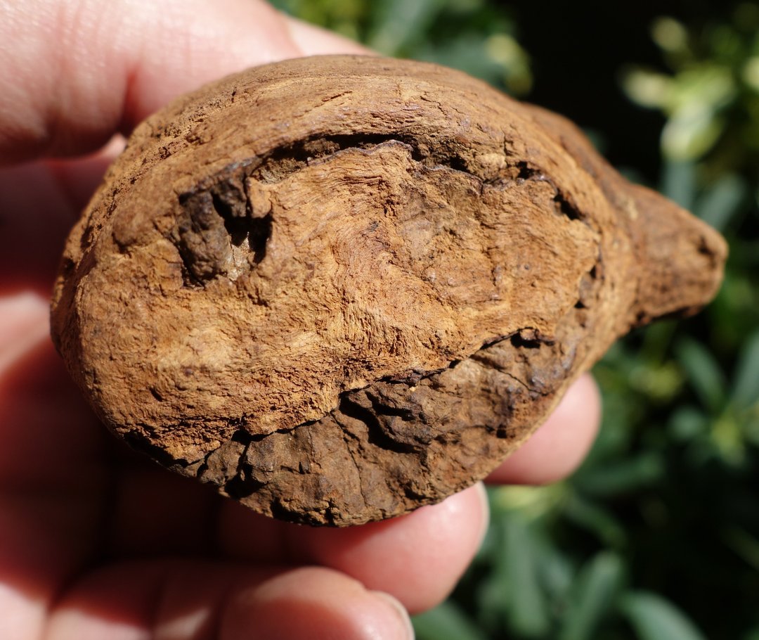 加里曼丹野生沉香老料49克 Agarwood 沉香摆件【沉水级】星洲水沉 - 香薰/精油/线香 - 其他材质 卡其色