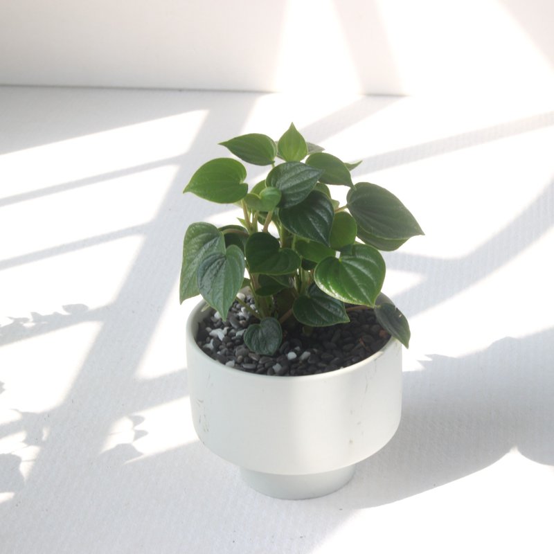 植栽 盆栽 l 心叶椒草 哑光烛台陶器  满满心型叶片 室内植物 - 植栽/盆栽 - 陶 
