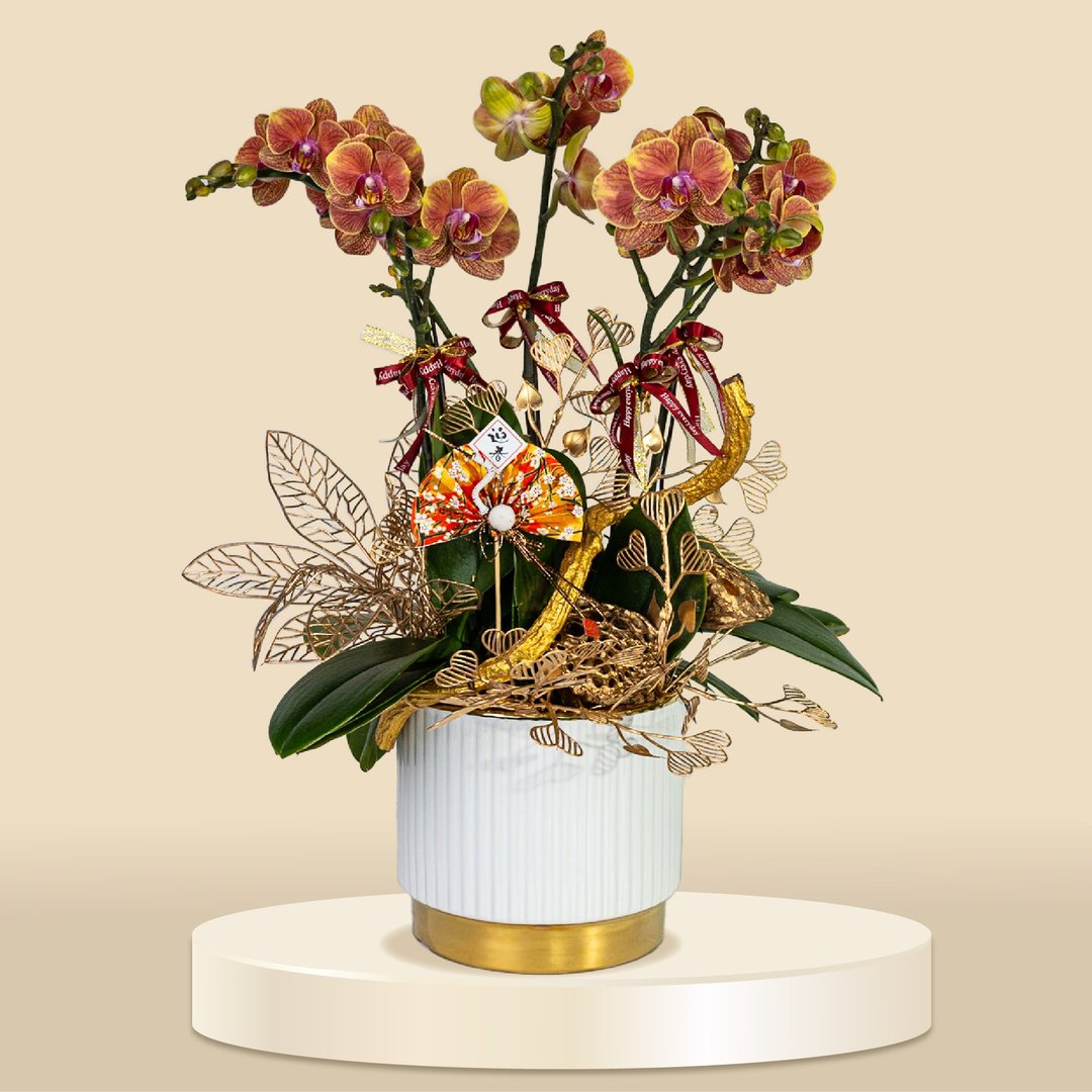 小品蝴蝶兰金碟5棵 (1166) 兰花 新春兰花 年花 自家兰花园种植 - 植栽/盆栽 - 植物．花 