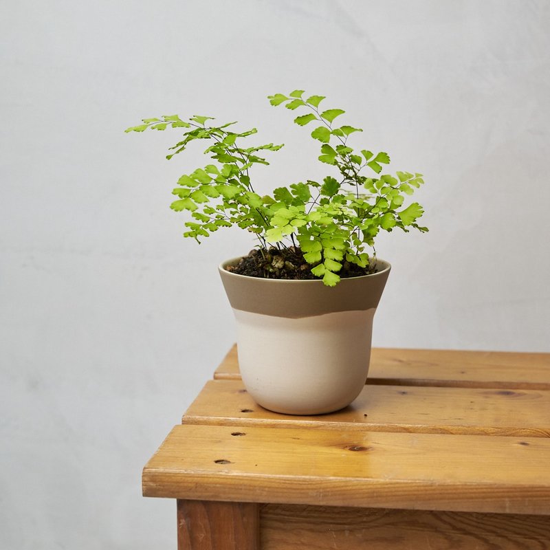 铁线蕨 | 少女的发丝 室内植栽 盆栽 - 植栽/盆栽 - 植物．花 绿色