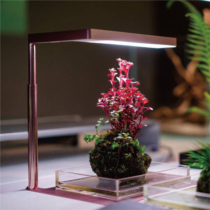 Flat Nano 全光谱LED植物灯 玫瑰金 室内植物 - 灯具/灯饰 - 其他材质 粉红色