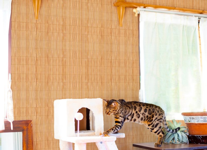 【老朋友限定礼】原创壁贴 | 微风竹编 (5/10/20片装) - 墙贴/壁贴 - 其他材质 金色