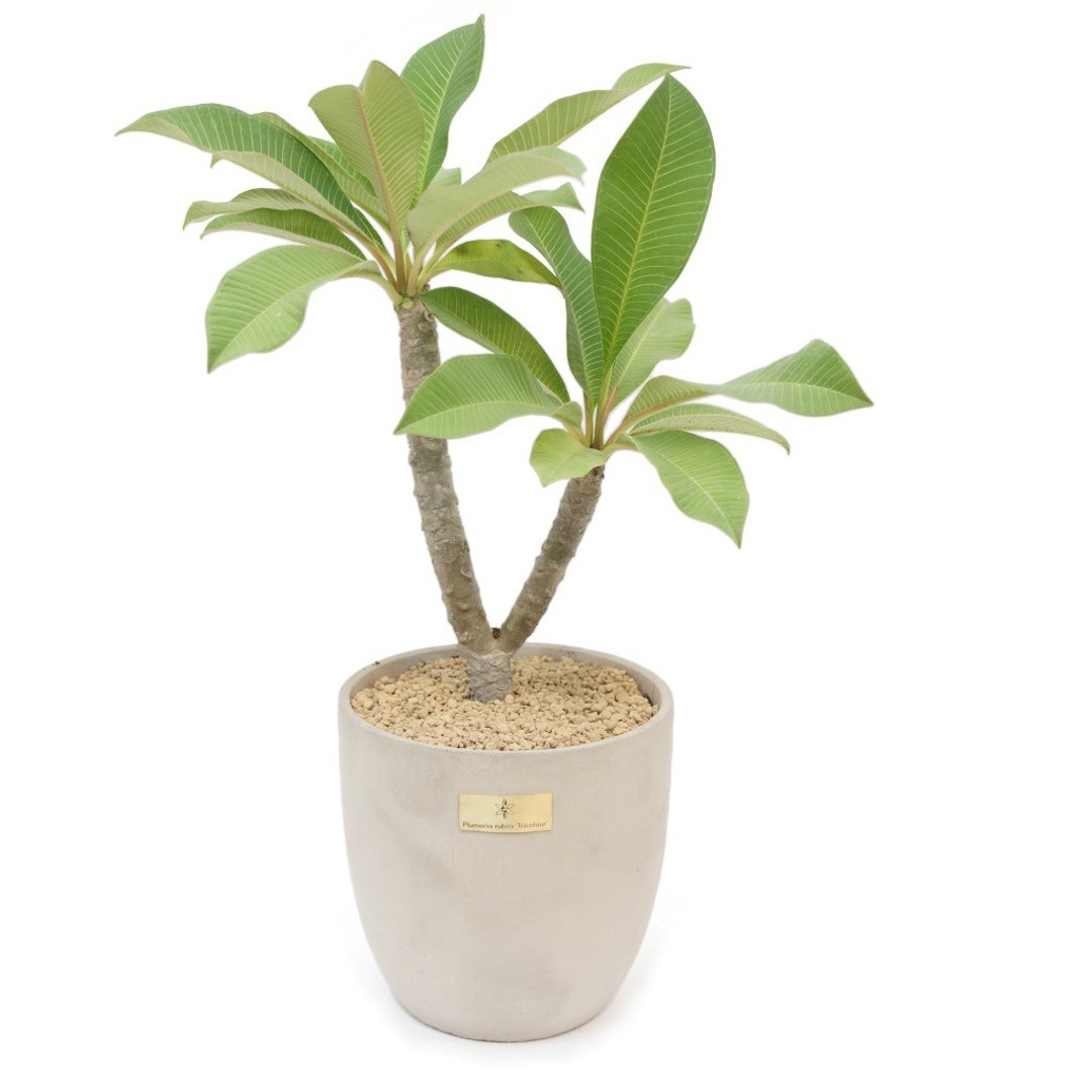 开幕贺礼、新居落成│中型景观植栽│三色鸡蛋花 - 植栽/盆栽 - 植物．花 