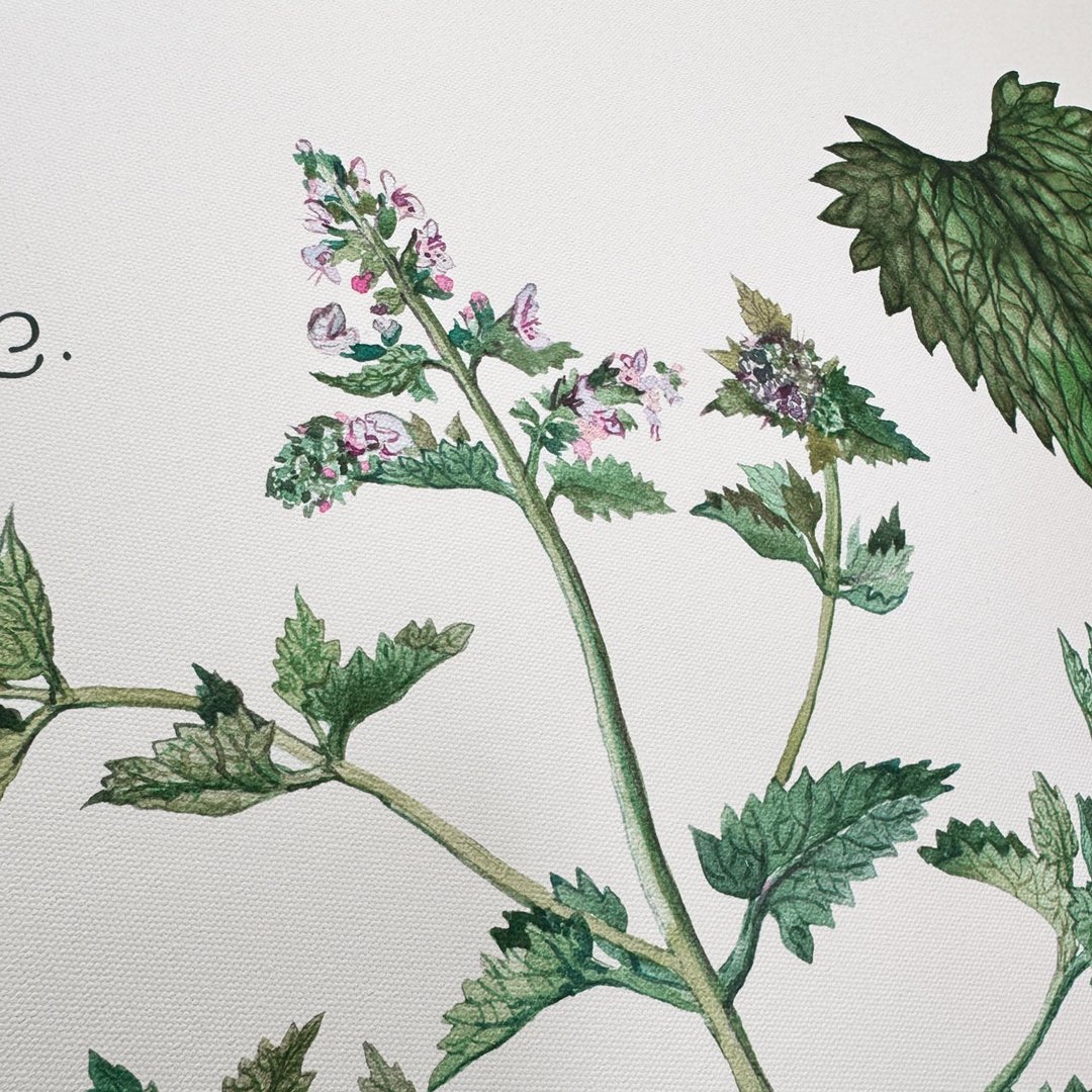 【微瑕特惠】【福利品】猫薄荷花谱 - 插画挂画/布置 - 海报/装饰画/版画 - 棉 多色