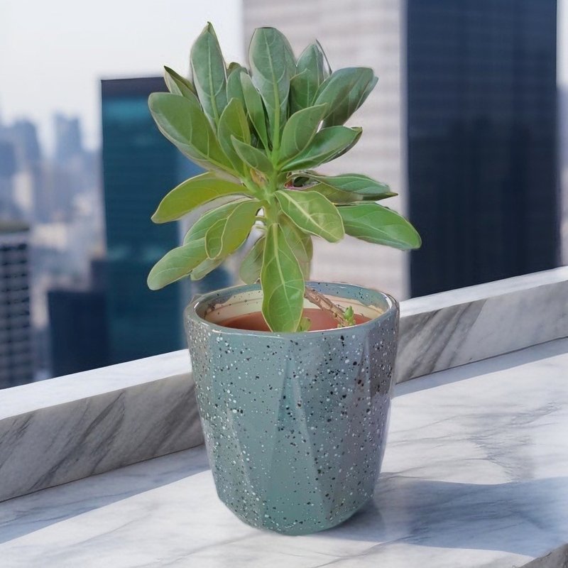 居家/店面摆设首选 白水木盆栽 开幕送礼 简约植物 室内外 - 植栽/盆栽 - 植物．花 